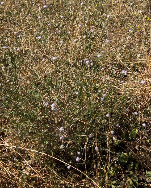 Cephalaria transsylvanica / Cefalaria transilvanica